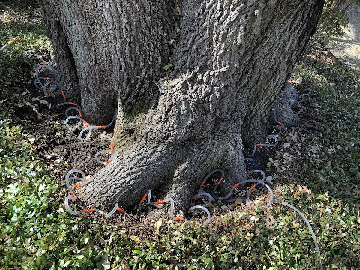 Detailed Tree Cabling and Bracing job site in Arrowsmith